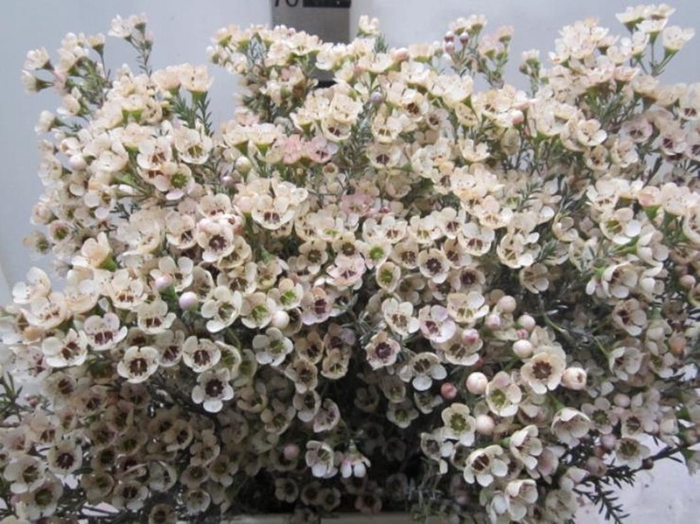 <h4>Chame Tal Zalm</h4>