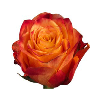 R Gr Atomic Orange 40cm EC