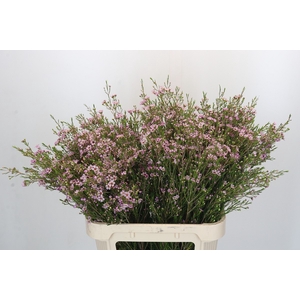 Chamelaucium Early Nir