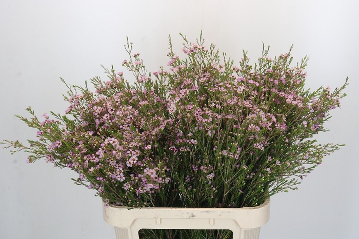 <h4>Chamelaucium Early Nir</h4>