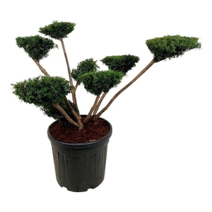 Taxus media 'Farmen'