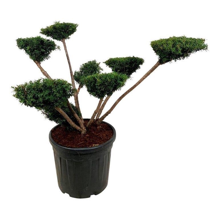 <h4>Taxus media 'Farmen'</h4>