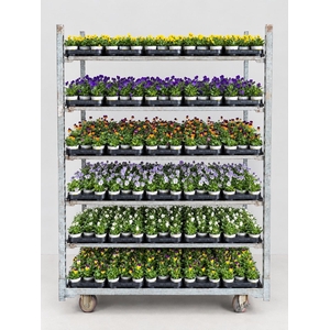 Vio Co Mixk 1 Kleur Per Tray