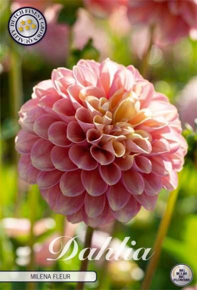 <h4>Dahlia Milena Fleur x1 l</h4>
