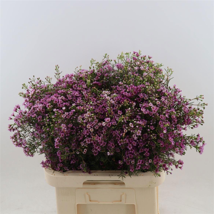 <h4>CHAME UN JUPITER</h4>