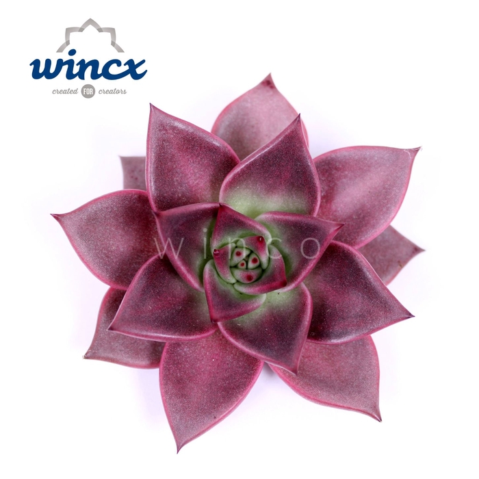 <h4>Echeveria Taurus Cutflower Wincx-8cm</h4>