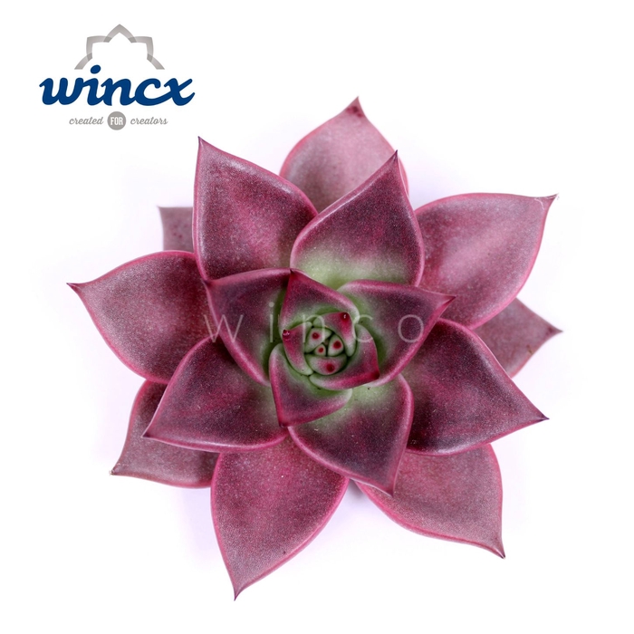 Echeveria Taurus Cutflower Wincx-10cm