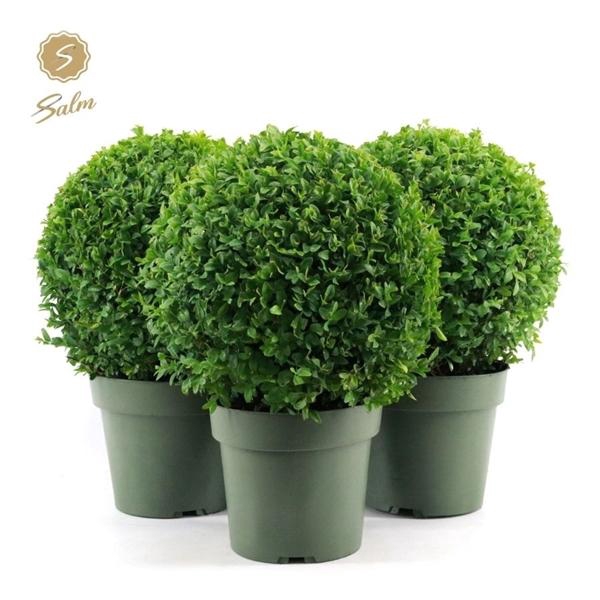 <h4>Buxus semp. Ball Ø25cm P21</h4>