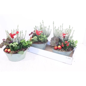 ARR TUINPLANTEN