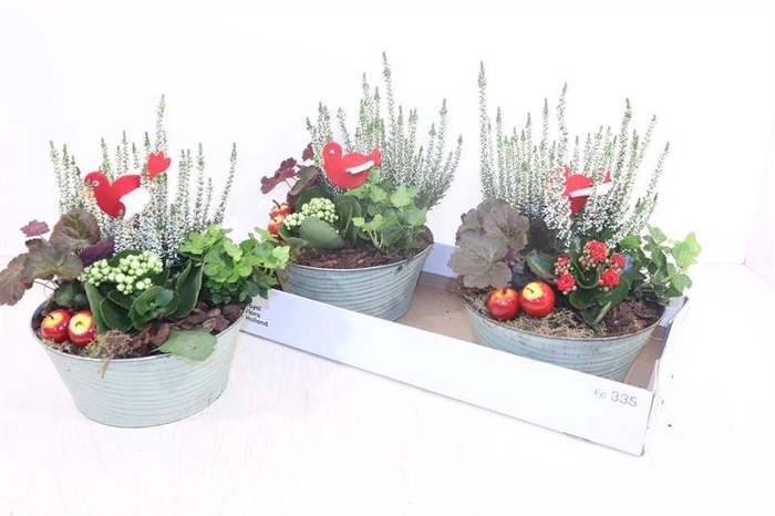 <h4>ARR TUINPLANTEN</h4>