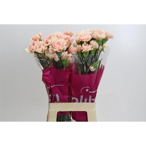 Dianthus St Happy Hoshi