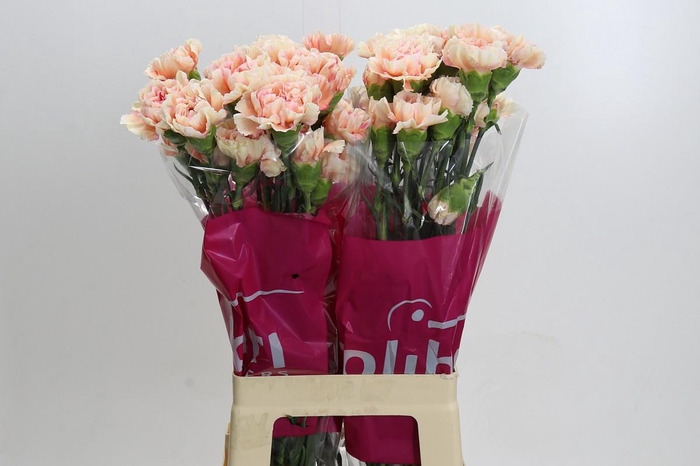 Dianthus St Happy Hoshi