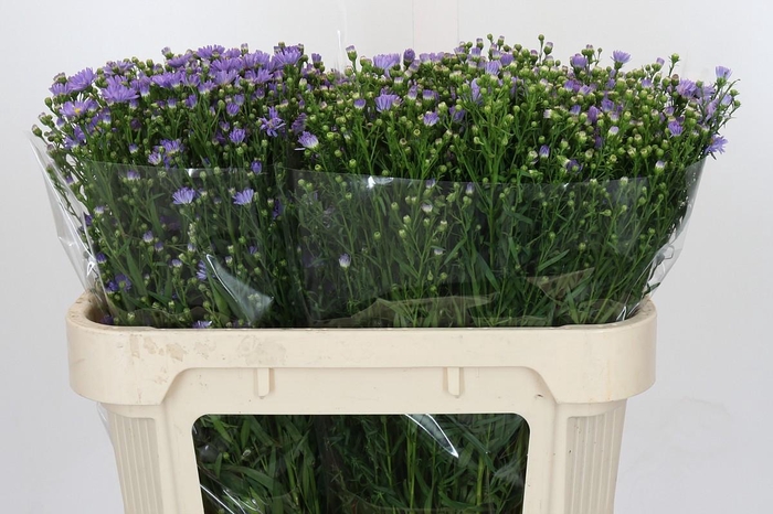 <h4>Aster Cassandra</h4>