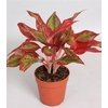 AGLAONEMA CRETE FLAME
