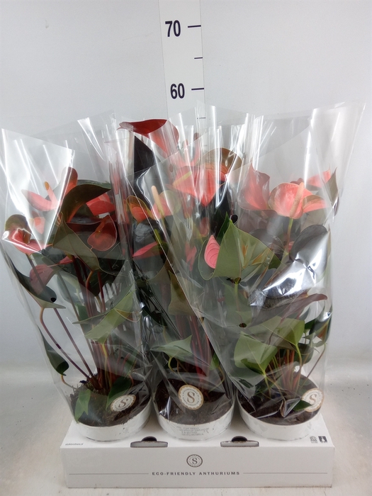 <h4>Anthurium andr. 'Rainbow Champion'</h4>