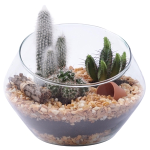 Yearround Arr. Cactus Glass Oblique UFO Vase Ø20cm 3PP