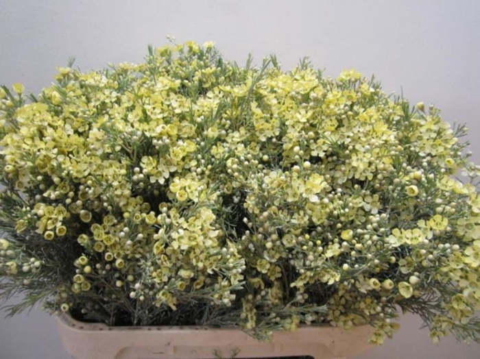 <h4>Chame Ofir Creme</h4>