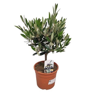 Olea Europaea Bush - 1241