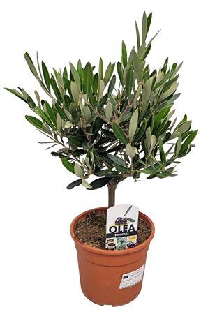 <h4>Olea Europaea Bush - 1241</h4>