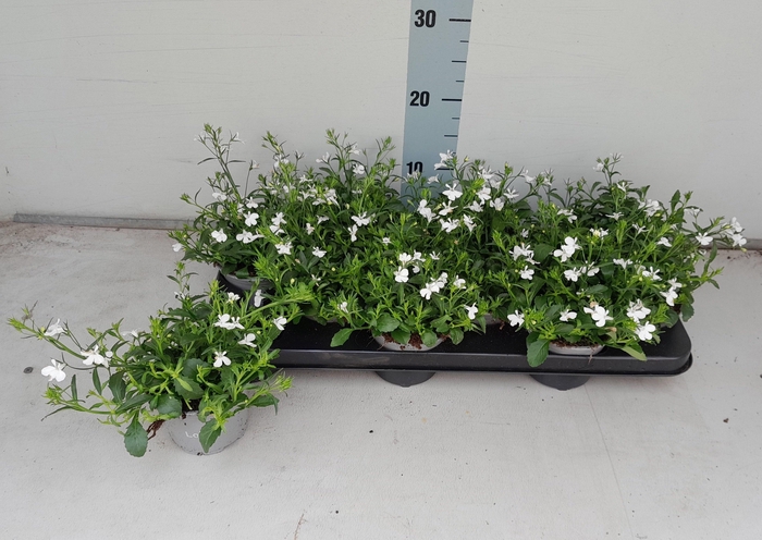 <h4>LOBE CURA WHITE</h4>