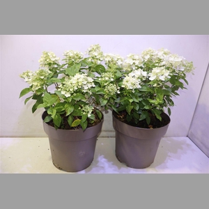 Hydr Pa Panflora