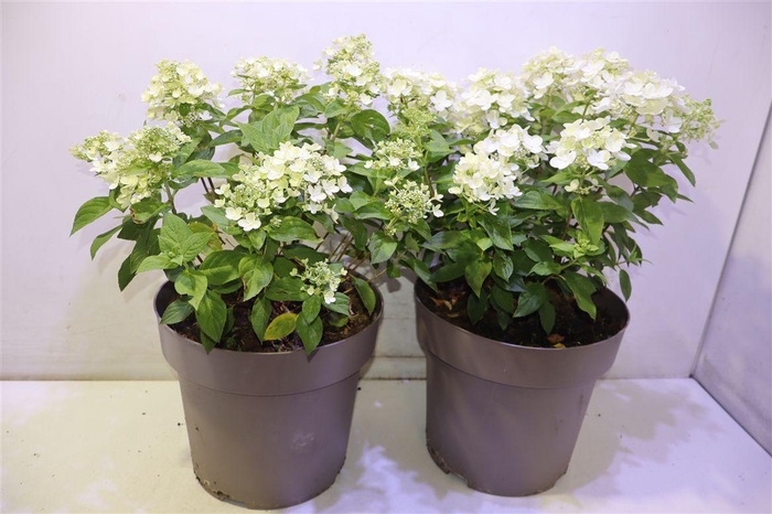 <h4>Hydr Pa Panflora</h4>