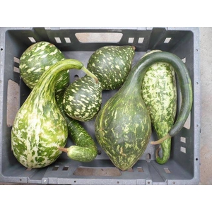 CUCURBITA PEPO SLANGEN-FLESSSEN