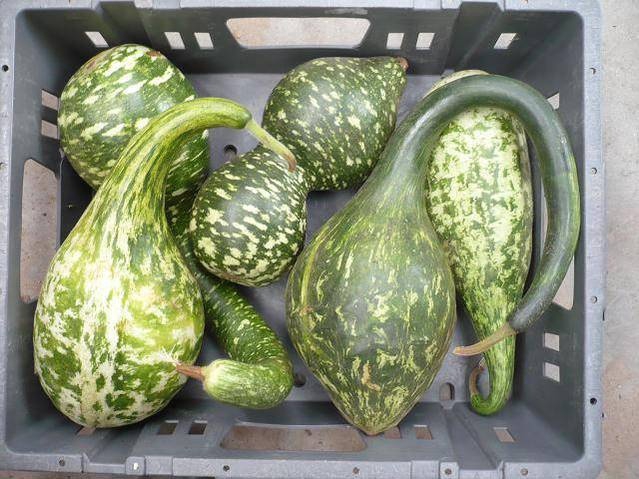 <h4>CUCURBITA PEPO SLANGEN-FLESSSEN</h4>