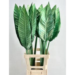 Strelitzia Blad Painted Luxury Green