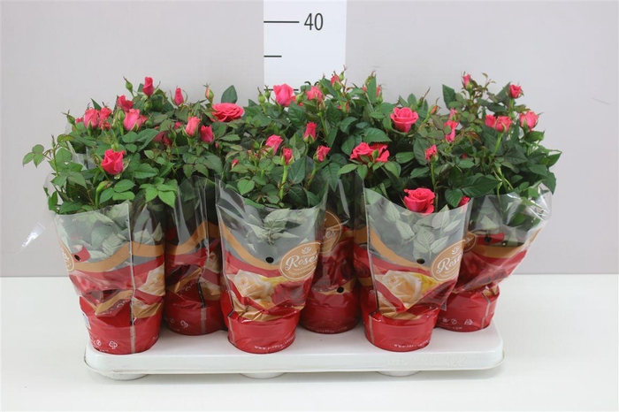 <h4>Rosa Favourite Pink</h4>