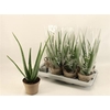 arr8 Aloe Vera