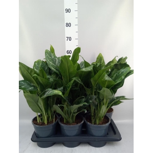 Aglaonema   ...