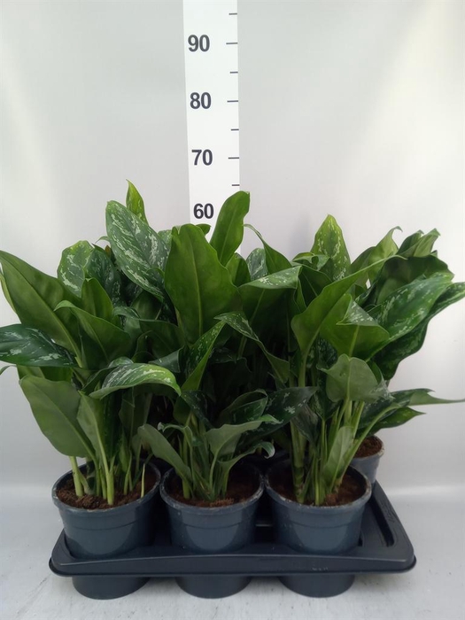 <h4>Aglaonema   ...</h4>