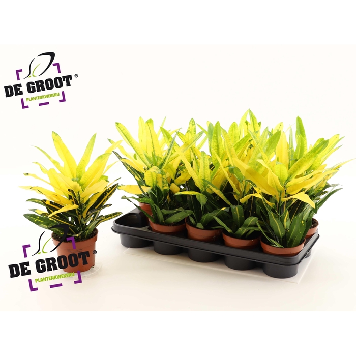 <h4>Codiaeum variegatum Sunny Star 12Ø 35cm 2pp</h4>