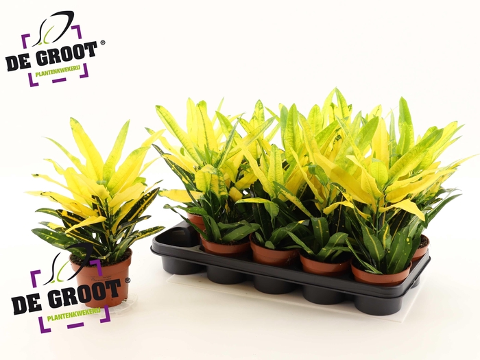 Codiaeum variegatum Sunny Star 12Ø 35cm 2pp