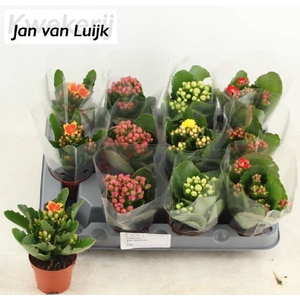KAL EN GEM 4 KL