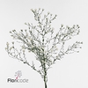 Aster white gypsy