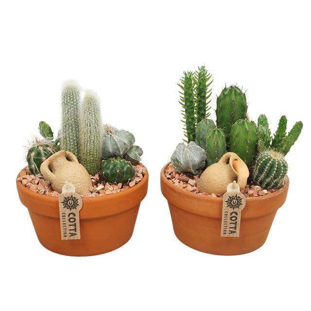 <h4>arr3 UB - Cactus terra L x3</h4>