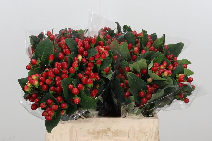 <h4>Hyp A True Romance</h4>