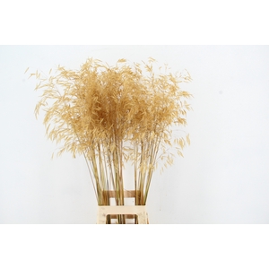GRAS STIPA GIGANTEA GOLD