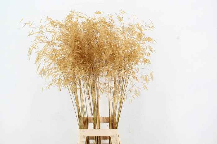 <h4>GRAS STIPA GIGANTEA GOLD</h4>