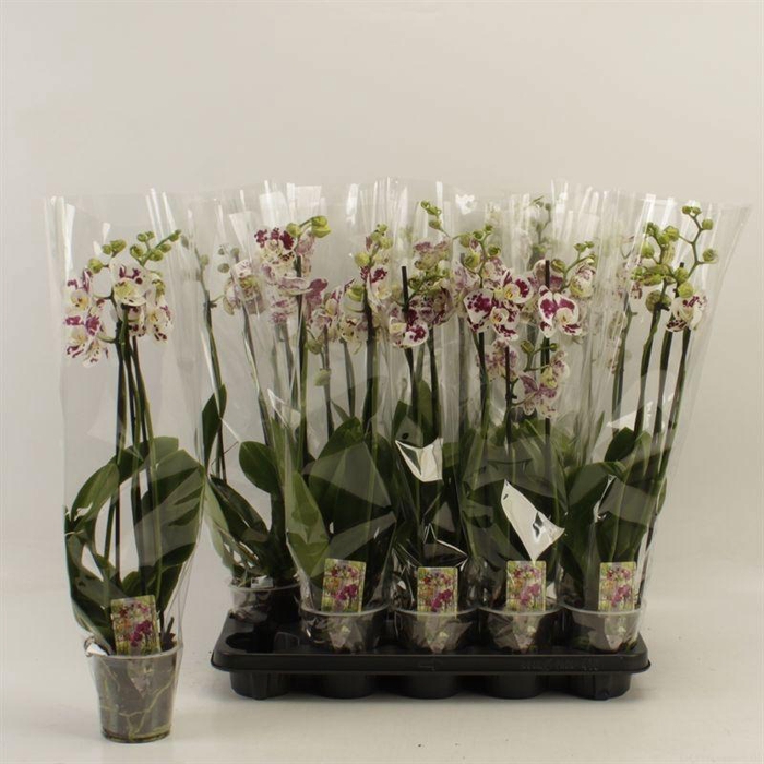 <h4>PHAL AN MARRAKESH</h4>