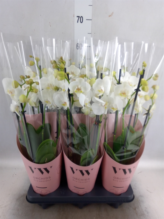 <h4>Phalaenopsis  'Ant Inverness'</h4>