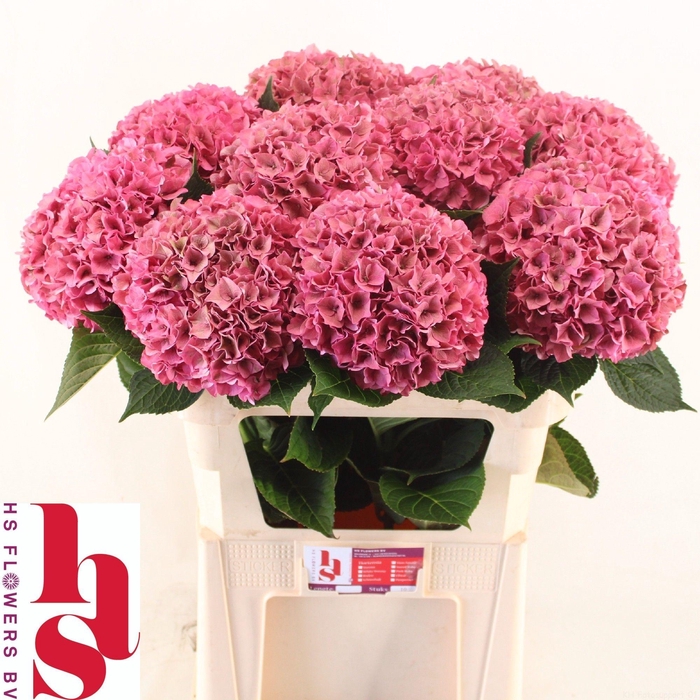 <h4>Hydrangea Rodeo Rosa CL</h4>