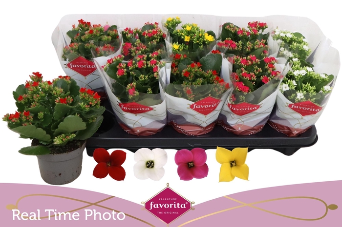 <h4>KAL EN GEM 4 KL</h4>