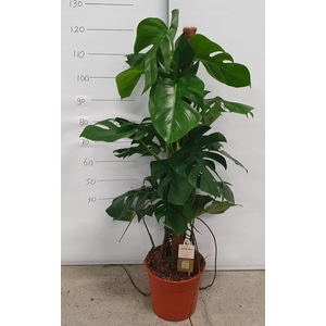 MONSTERA PERTUSUM