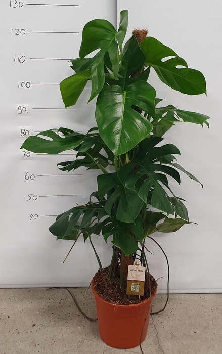 <h4>MONSTERA PERTUSUM</h4>