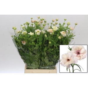 RAN BUTTERFL ARIADNE