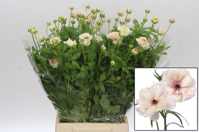 <h4>RAN BUTTERFL ARIADNE</h4>