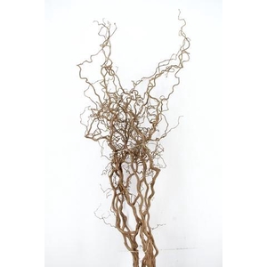 CORYL AV CONTORTA 2 JARIG 220CM